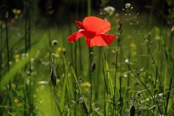 Blühende Mohnblume auf Wiese